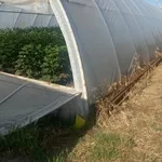 Теплична плівка Vatan Plastik 150 мкм — ІДЕАЛЬНИЙ ЗАХИСТ ВАШОГО ВРОЖАЮ