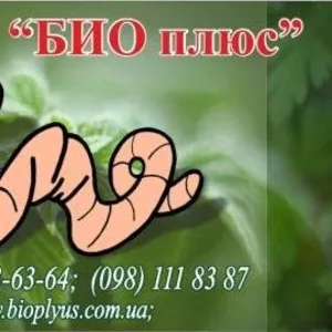 Компания  БИОПЛЮС продает недорого  маточное поголовье  червясемья чер
