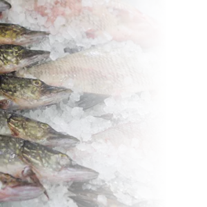 Продаж риби оптом і в роздріб