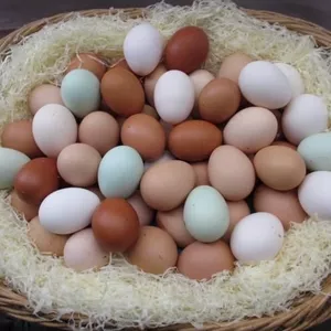Инкубационное яйцо породы пекинка