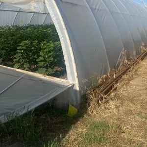 Теплична плівка Vatan Plastik 150 мкм — ІДЕАЛЬНИЙ ЗАХИСТ ВАШОГО ВРОЖАЮ