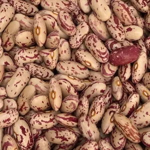 Квасоля оптом. Різні сорти в наявності