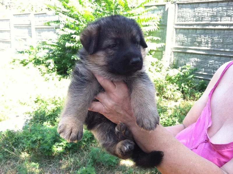 Щенки немецкой овчарки