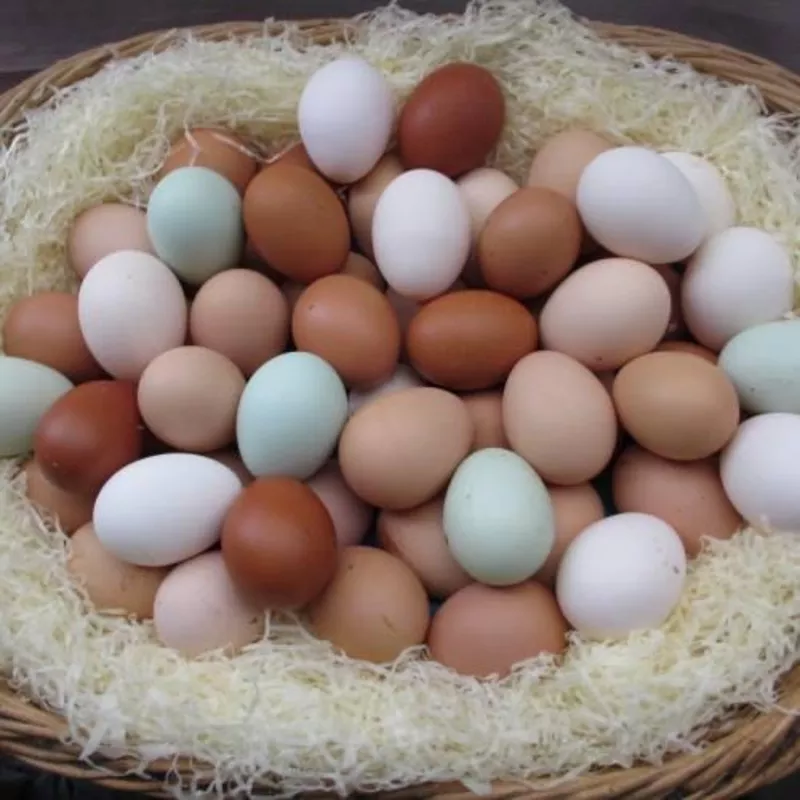 Инкубационное яйцо породы пекинка