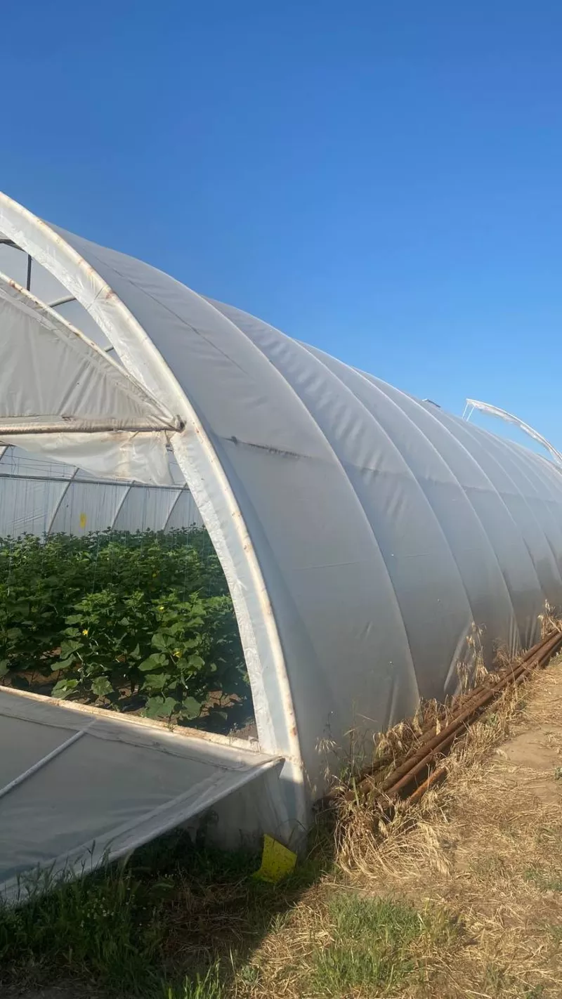 Теплична плівка Vatan Plastik 150 мкм — ІДЕАЛЬНИЙ ЗАХИСТ ВАШОГО ВРОЖАЮ