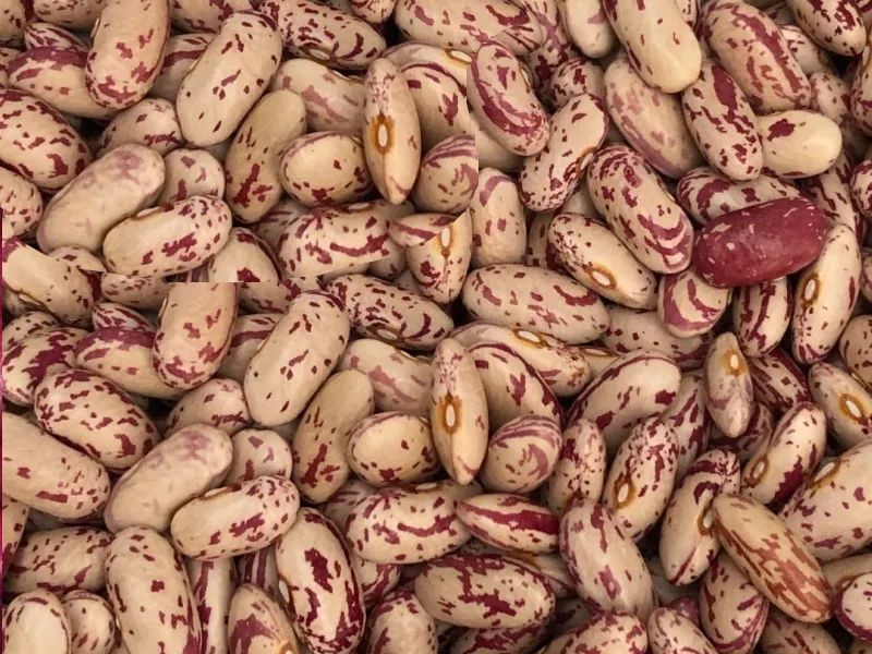 Квасоля оптом. Різні сорти в наявності