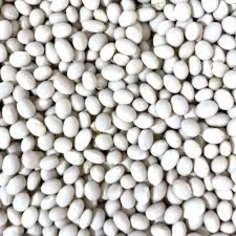 Продаж насіння квасолі. Посівний матеріал квасолі.