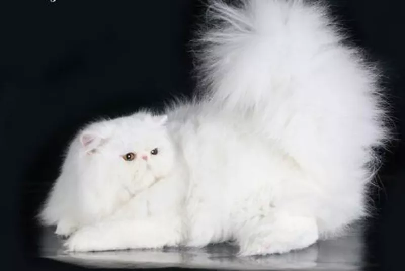 Котятки персидские